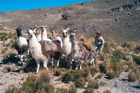  Fauna of the Andes. The wild guanaco is a close relative of the domestic llama [1] The fauna of the Andes, a mountain range in South America, is large and diverse. As well as a huge variety of flora, the Andes contain many different animal species. With almost 1,000 species, of which roughly 2/3 are endemic to the region, the Andes are the most ... 